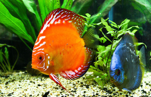 居家养鱼风水讲求，怎么养鱼招财气？