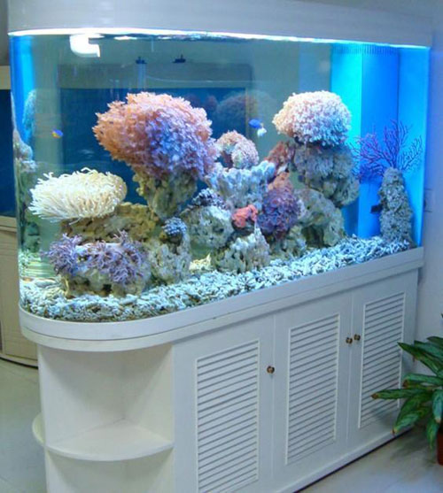 居家养鱼风水讲求，怎么养鱼招财气？