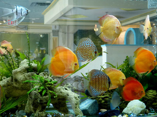 居家养鱼风水讲求，怎么养鱼招财气？