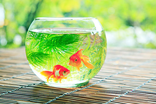 居家养鱼风水讲求，怎么养鱼招财气？